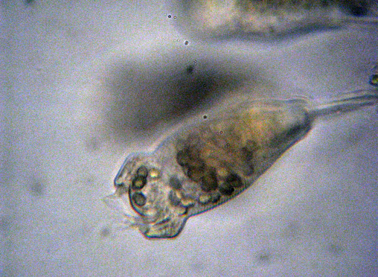 Microscopia salata